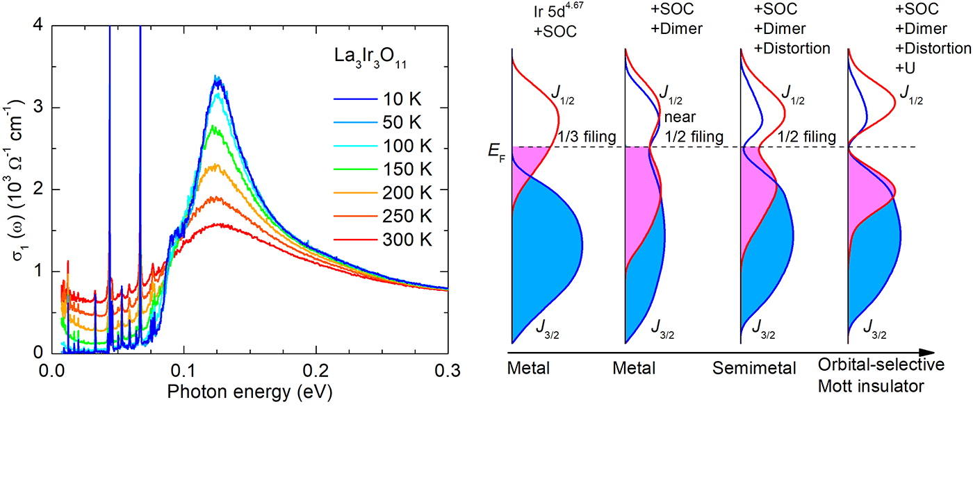 分数价态La₃Ir₃O₁₁中发现轨道选择性自旋轨道耦合Mott绝缘态
